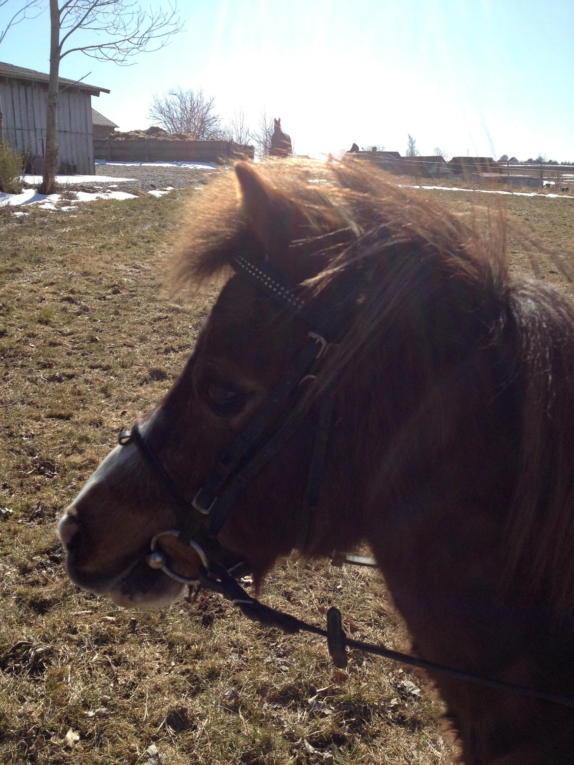Anden særlig race lilleper billede 10