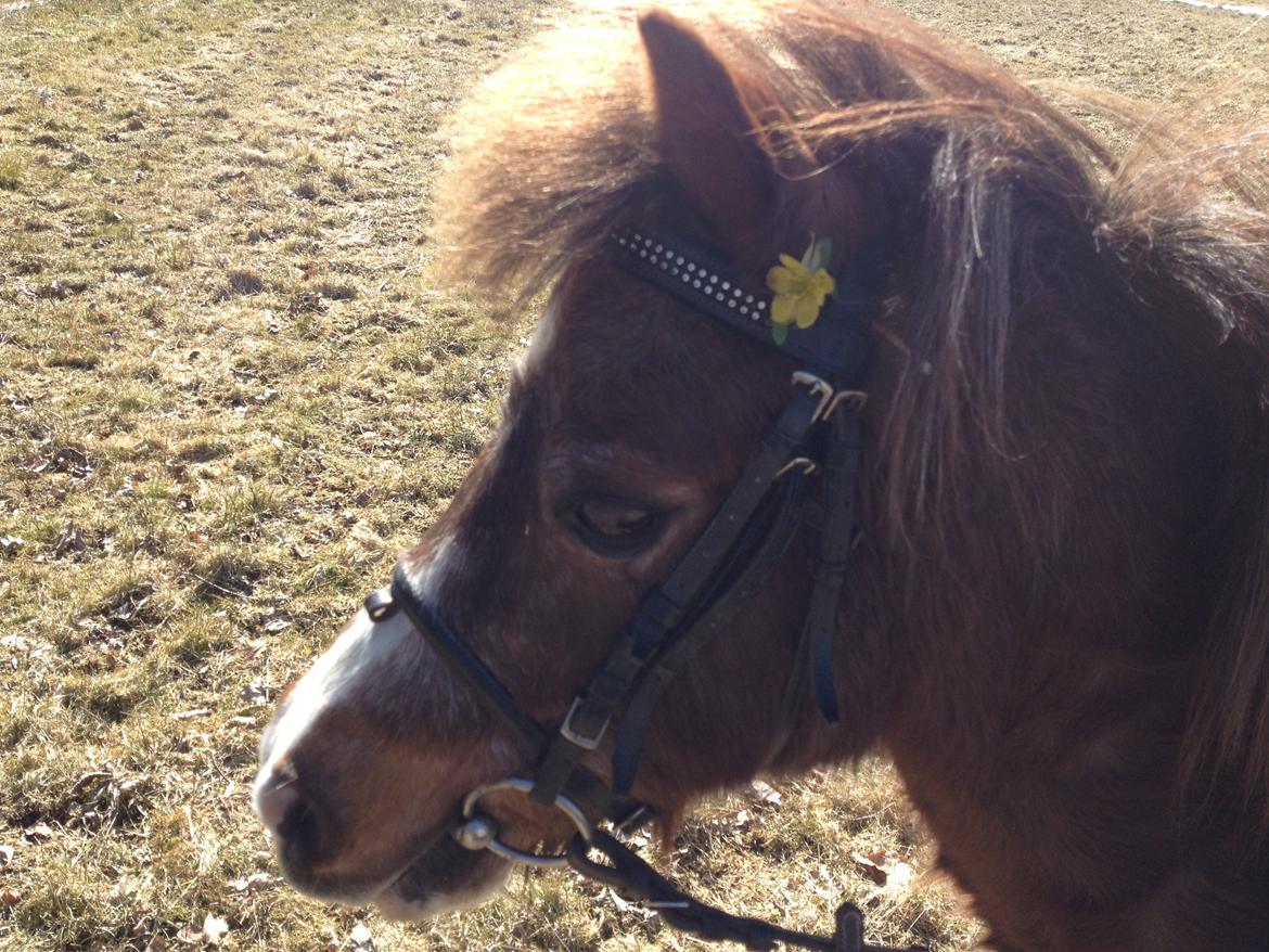Anden særlig race lilleper billede 11