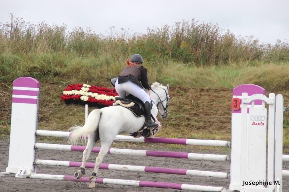 Anden særlig race Casmihr - Til Amagermesterskab 2013 - 4 plads.  billede 3