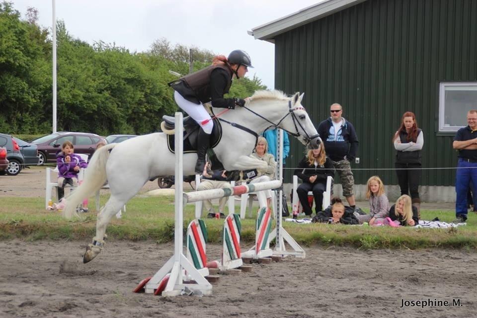 Anden særlig race Casmihr - Til Amagermesterskab 2013 - 4 plads.  billede 4