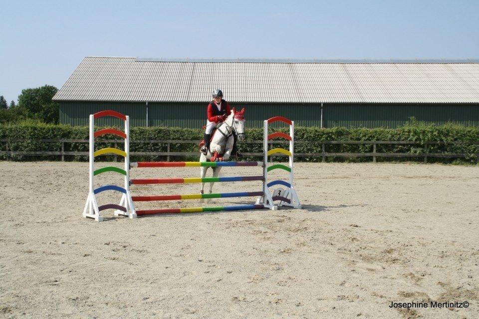 Anden særlig race Casmihr - Til Amagermesterskab 2012 billede 7