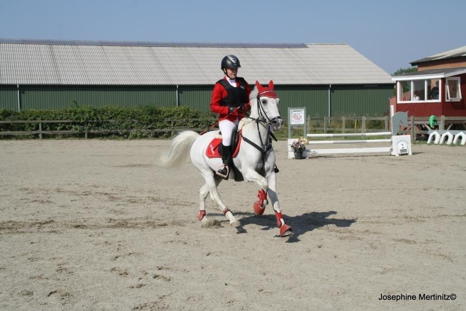 Anden særlig race Casmihr - Til Amagermesterskab 2012 billede 8