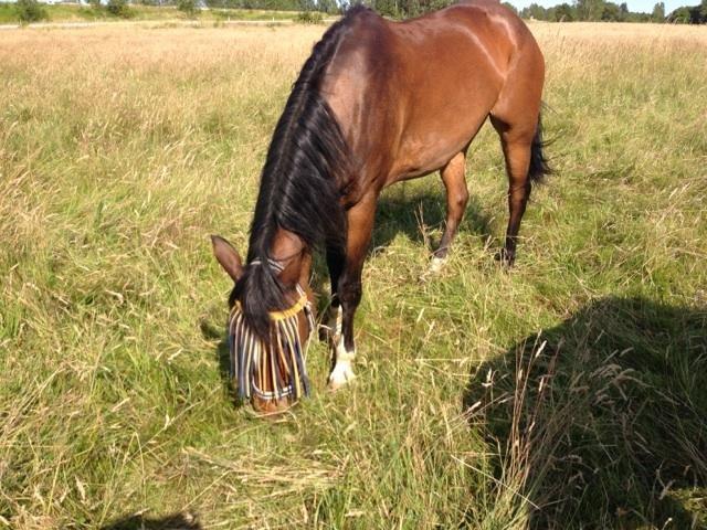 Anden særlig race Chess <3 - Ponydyret på sommergræs med det lækreste fluenet :P xD billede 16