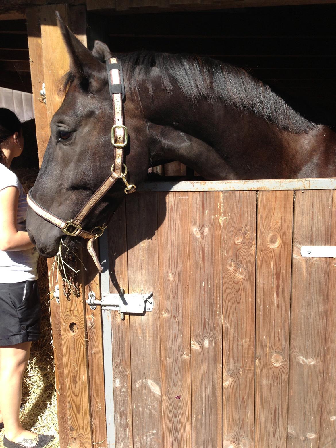 Oldenborg Flakkemosegårds Galantino billede 10