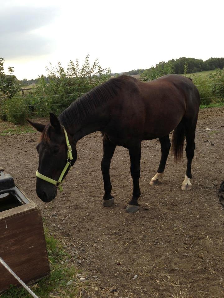 Oldenborg Flakkemosegårds Galantino billede 12