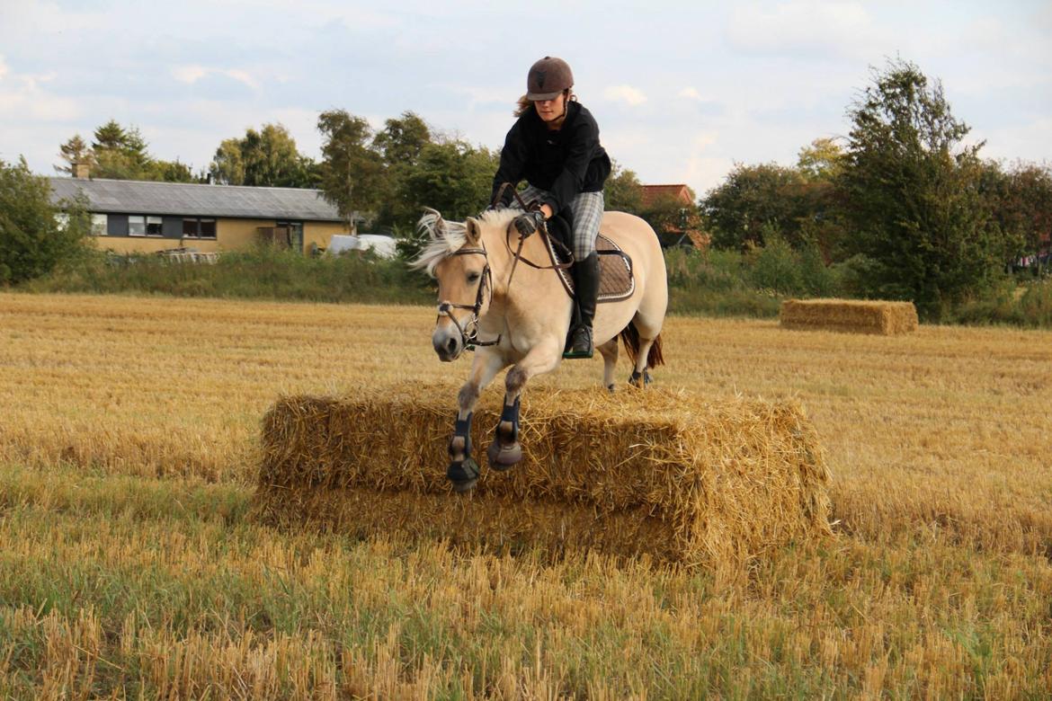 Fjordhest Freja - Den gule tog lige en halmballe eller tog! :-D 
Foto Simone Jensen billede 1