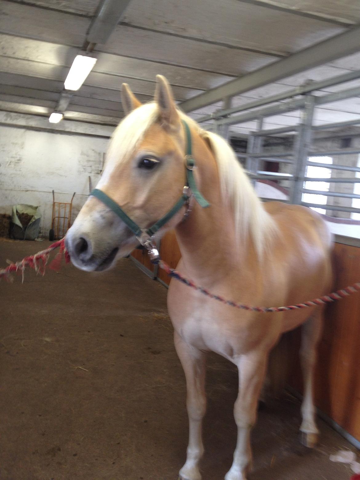 Haflinger Amigo billede 1
