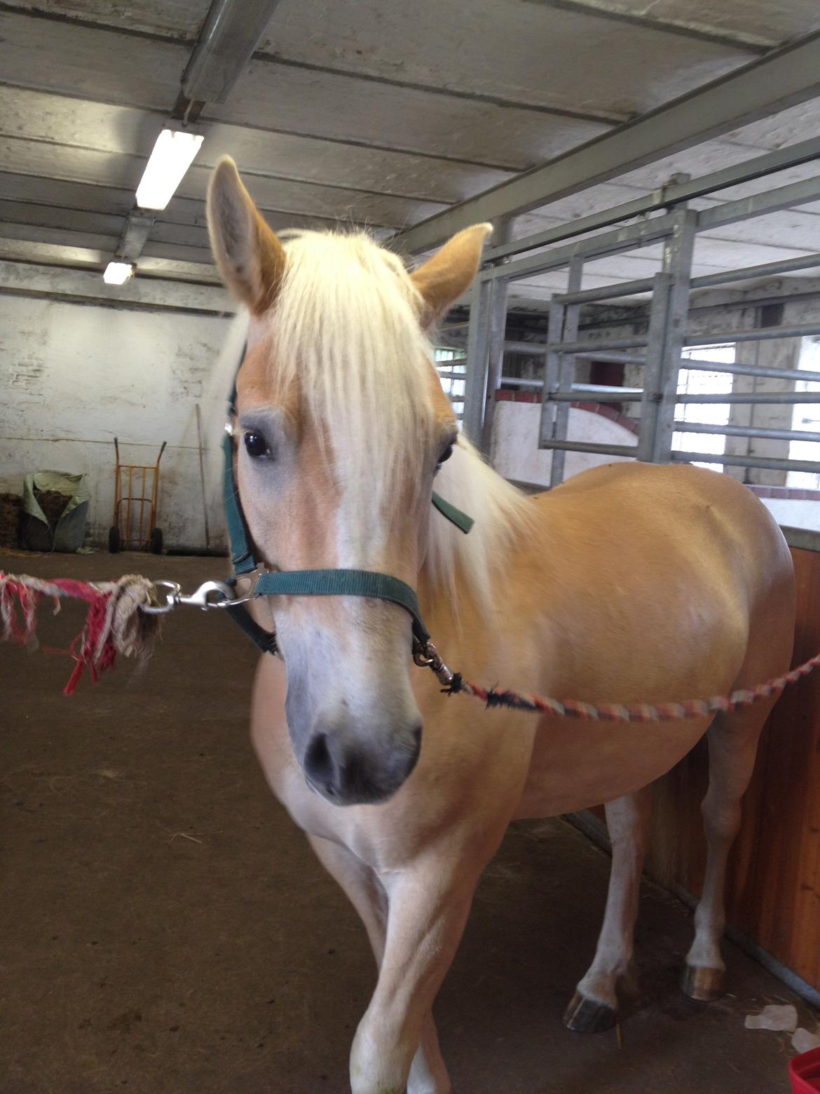 Haflinger Amigo billede 2