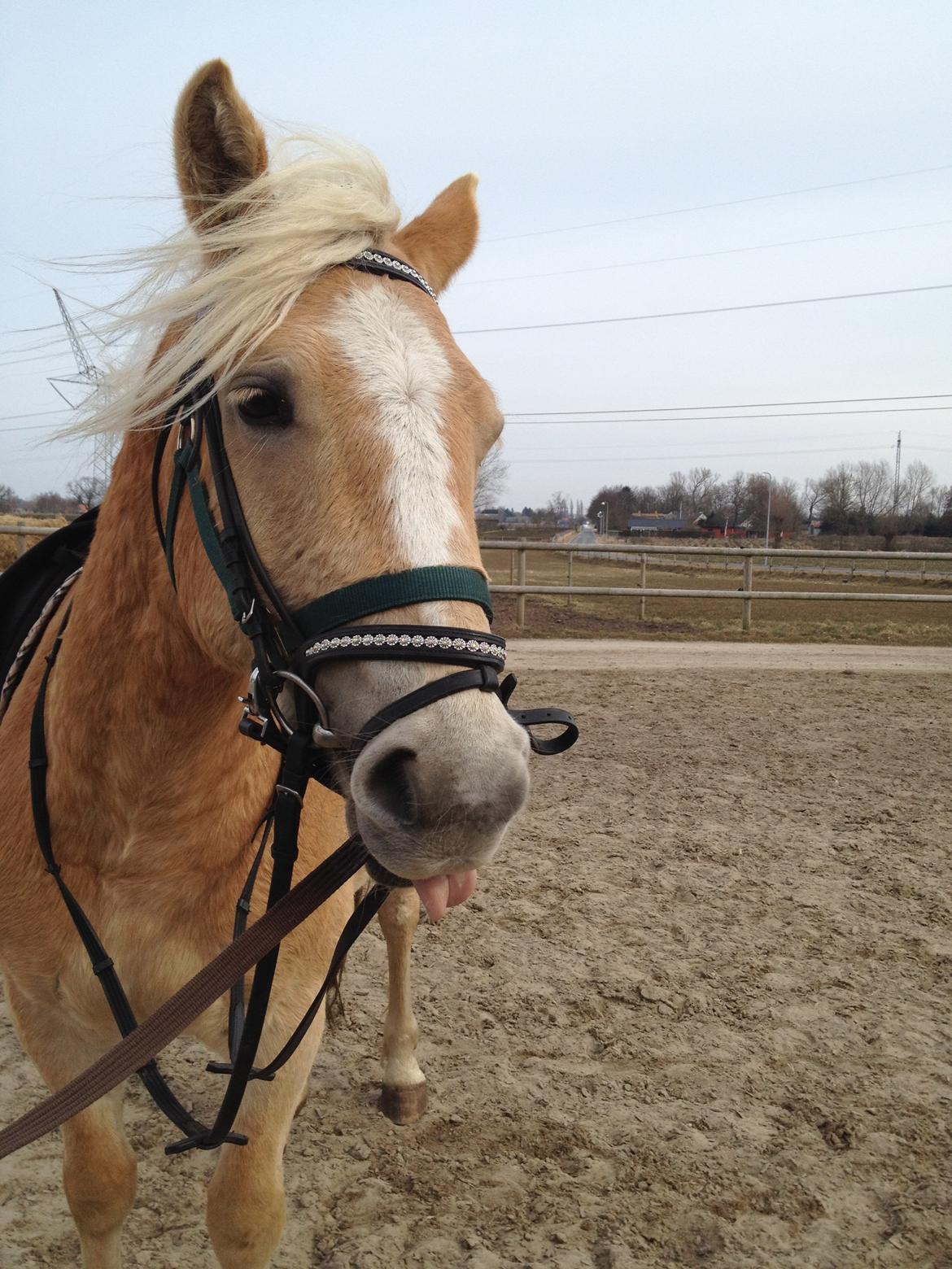 Haflinger Amigo billede 3