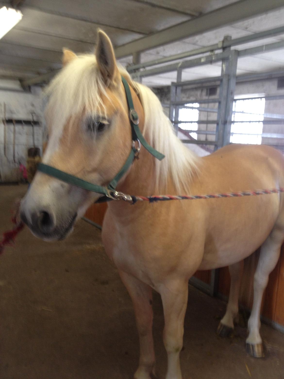 Haflinger Amigo billede 4