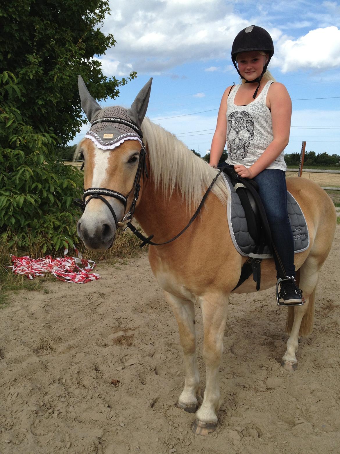 Haflinger Amigo billede 5