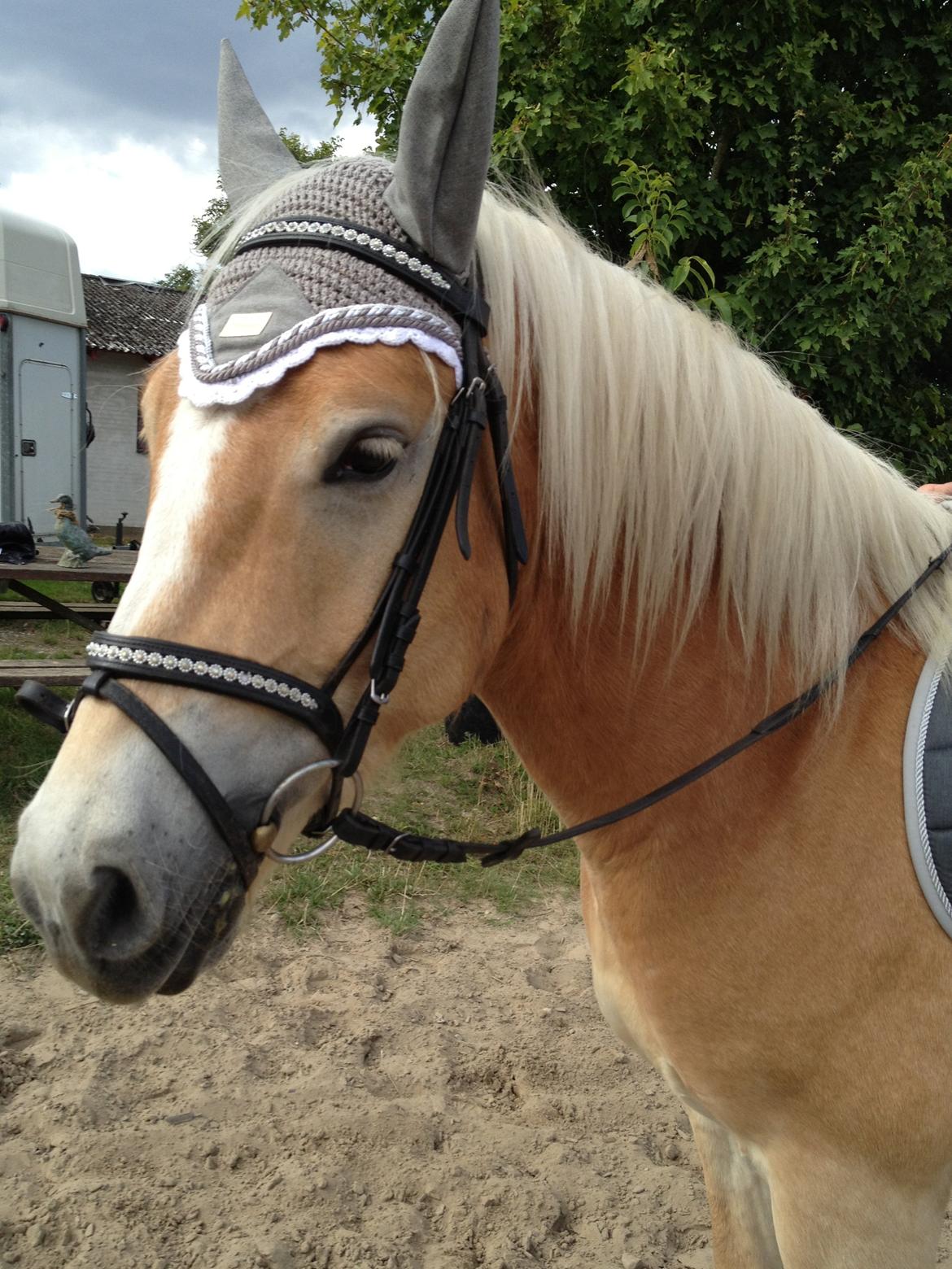 Haflinger Amigo billede 6