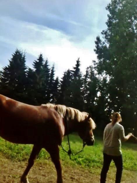 Haflinger Albert billede 16