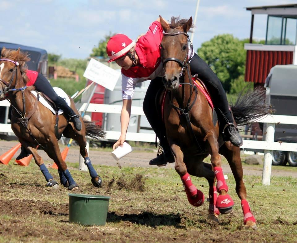 New Forest Jordy - Nisse Cup i Sverige billede 6