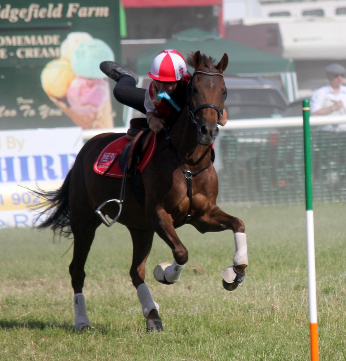 New Forest Jordy billede 8