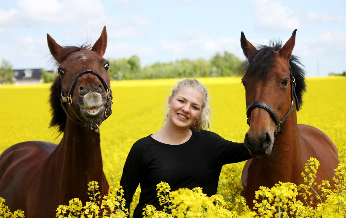 New Forest Jordy billede 4