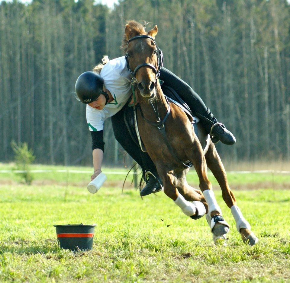 New Forest Jordy billede 15