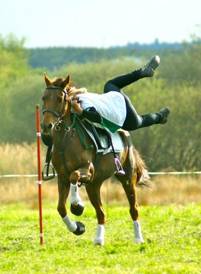 New Forest Jordy billede 16