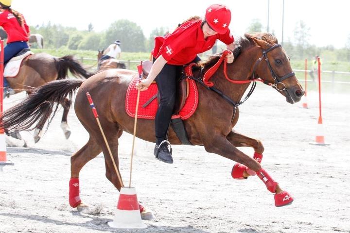 New Forest Jordy - Norway Summer Challenge billede 2