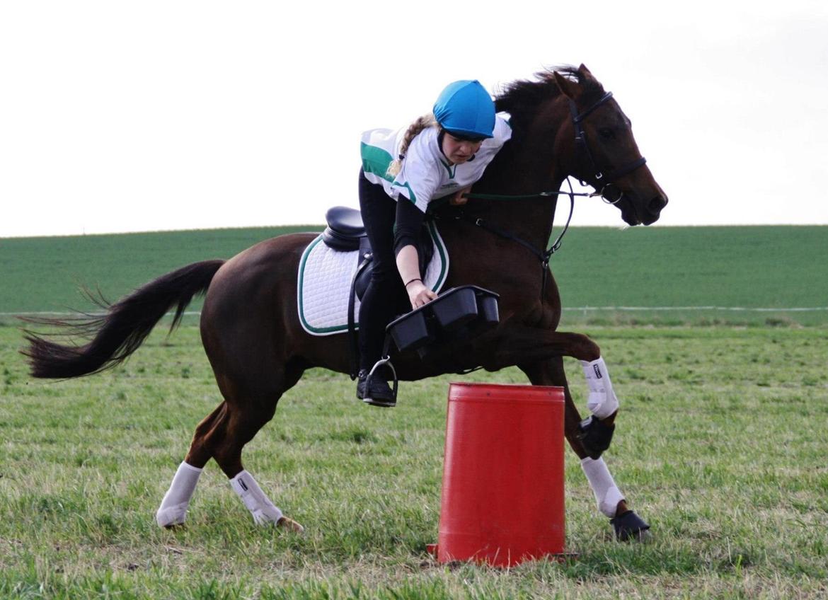 New Forest Jordy billede 18