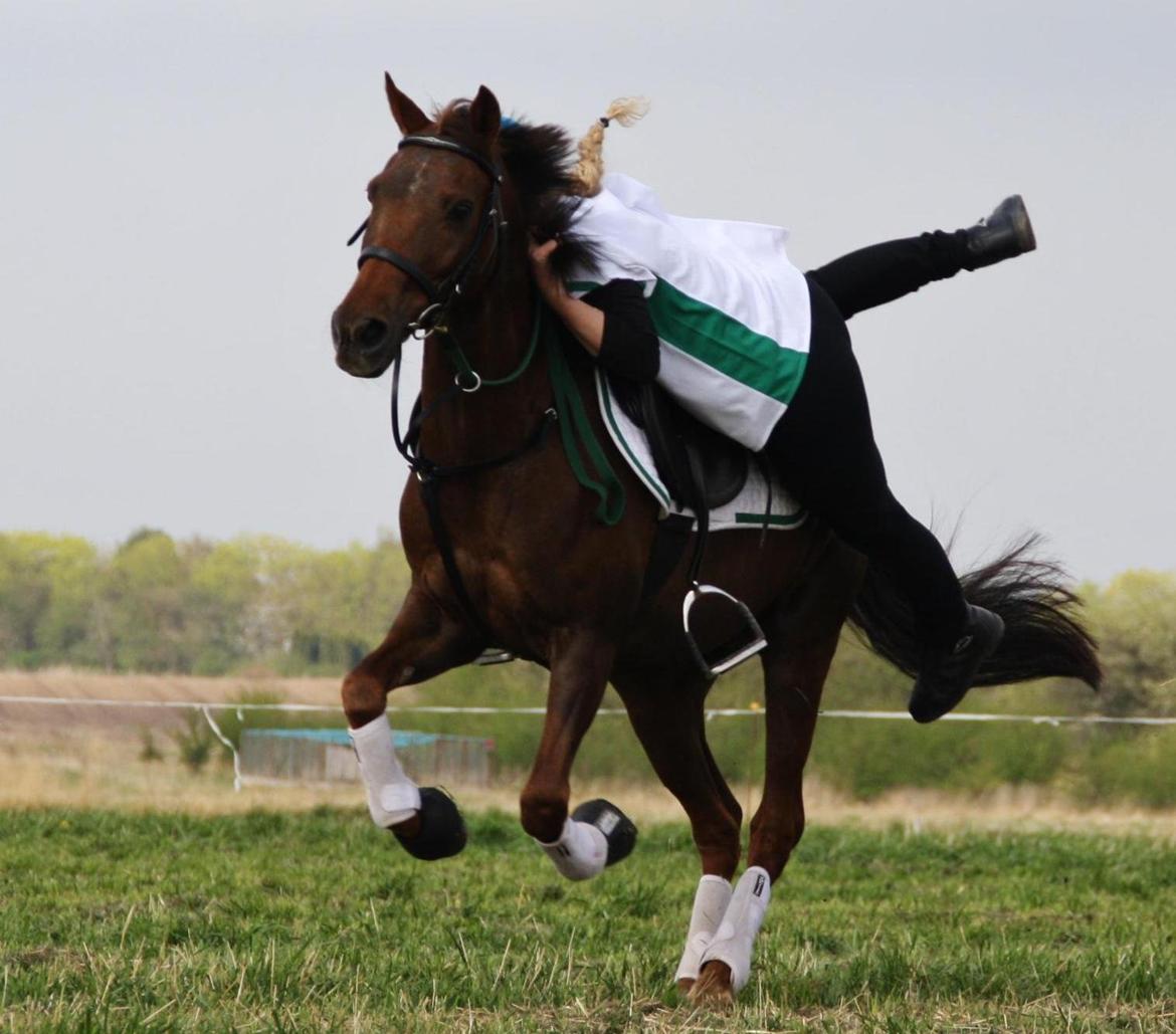 New Forest Jordy billede 19