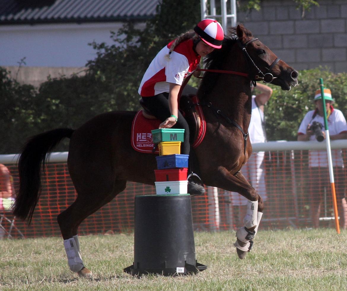 New Forest Jordy - EM 2013 billede 20