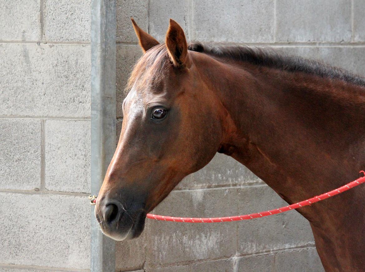 New Forest Jordy - Slapper af i boksen til EM i Irland billede 7