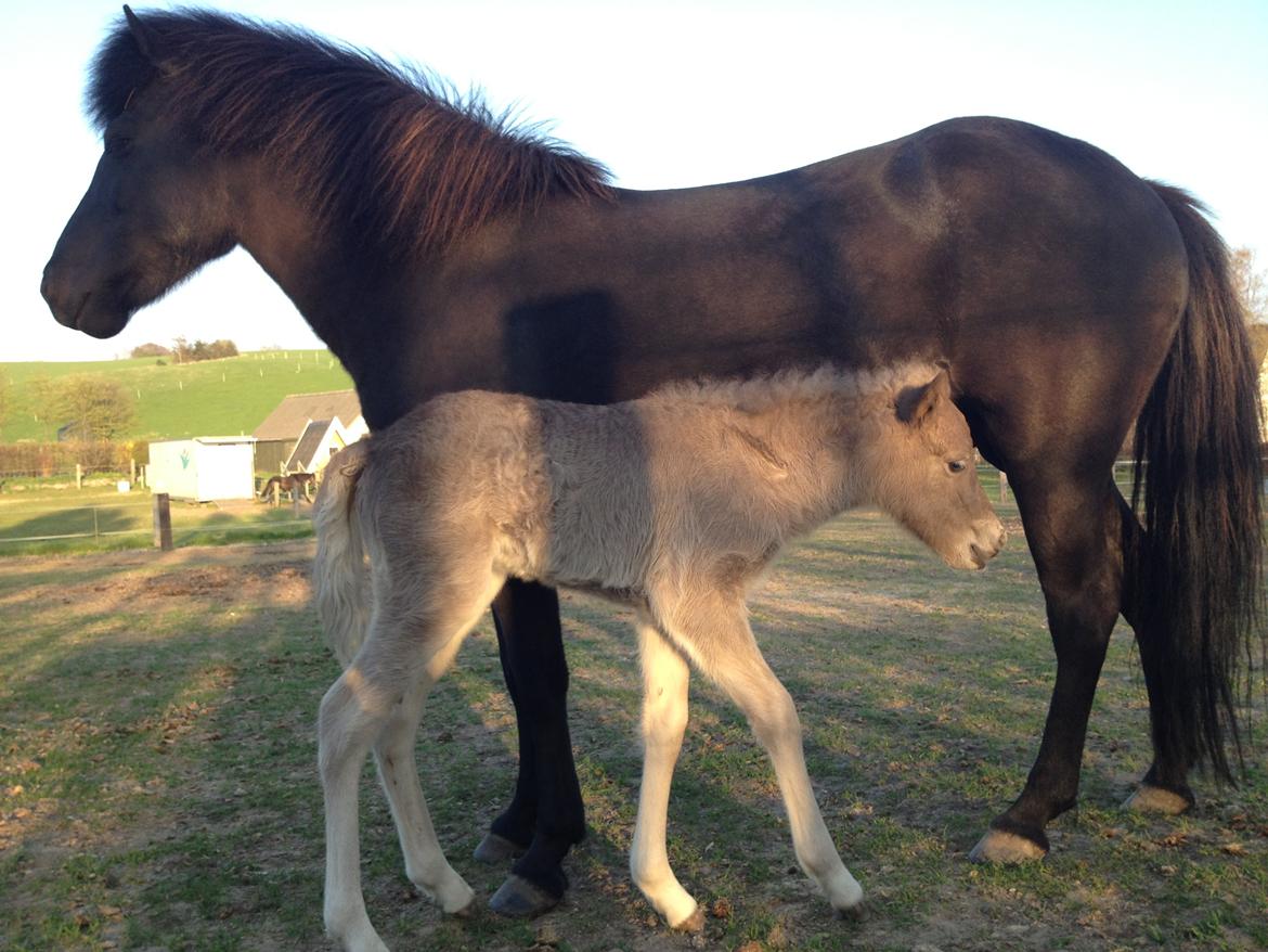 Islænder Silfra fra Hammerhuse billede 2