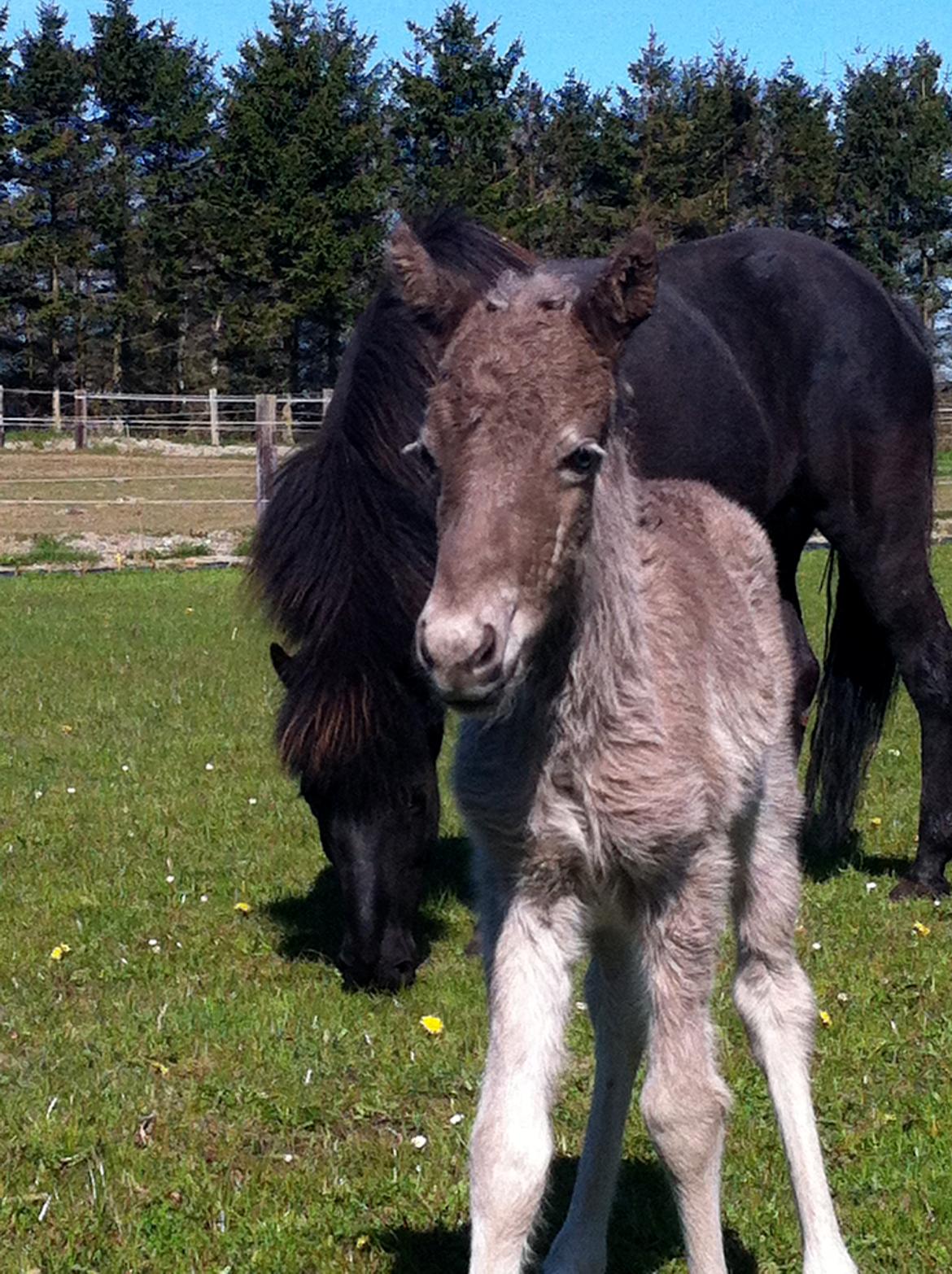 Islænder Silfra fra Hammerhuse billede 4