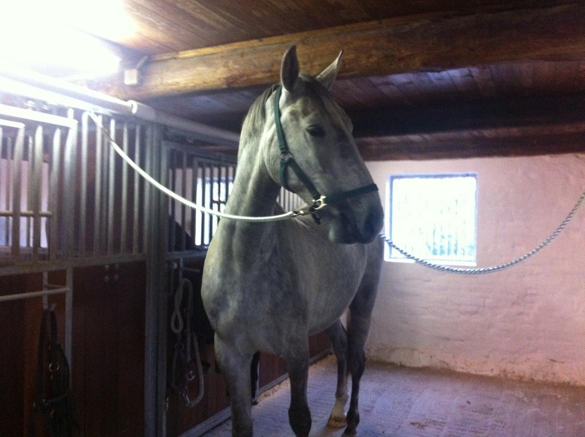 Anden særlig race Neron R.I.P billede 11