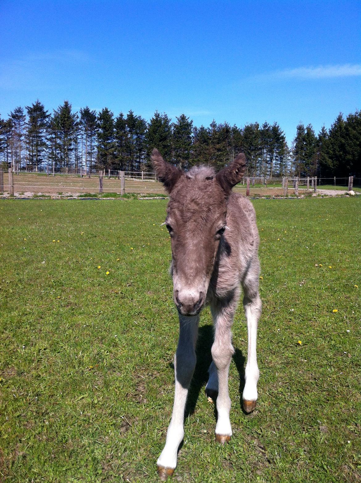Islænder Silfra fra Hammerhuse billede 6