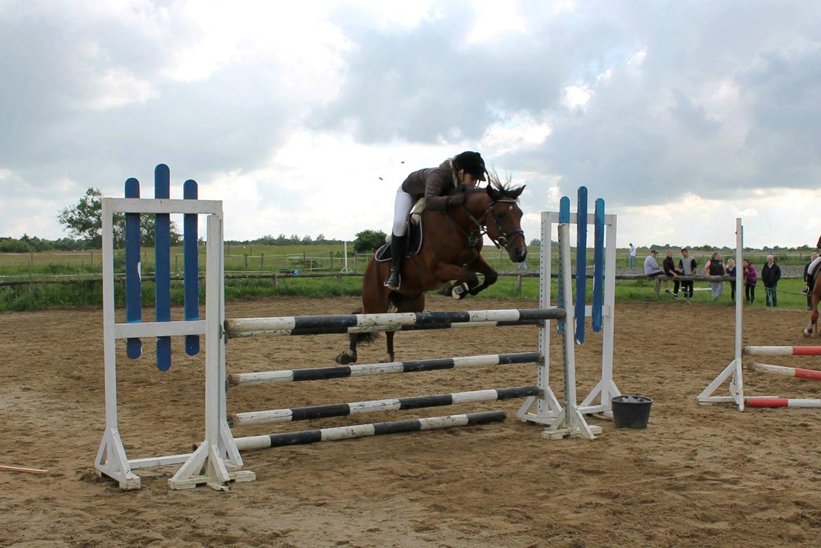 Tysk Sportspony P-TIM - 110 - MA <3 billede 16