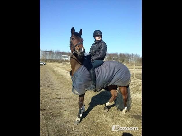 Tysk Sportspony P-TIM - Verdens aller bedste stjerne! billede 22