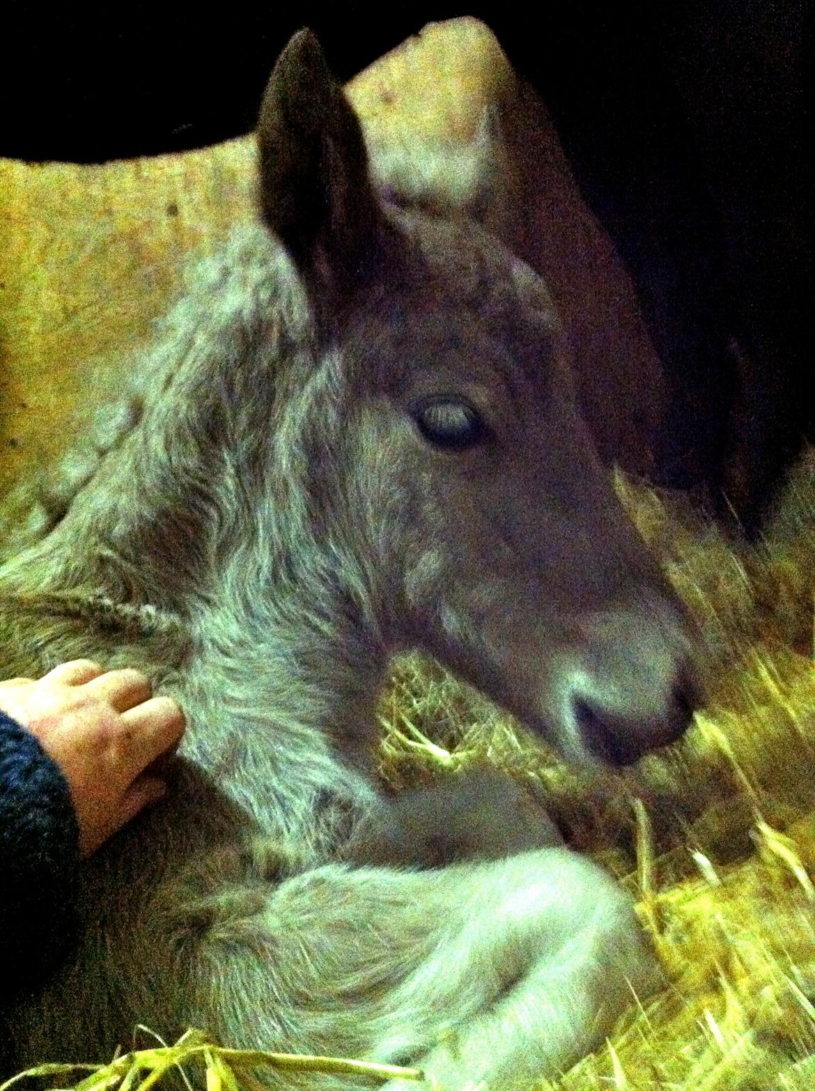 Islænder Silfra fra Hammerhuse billede 11
