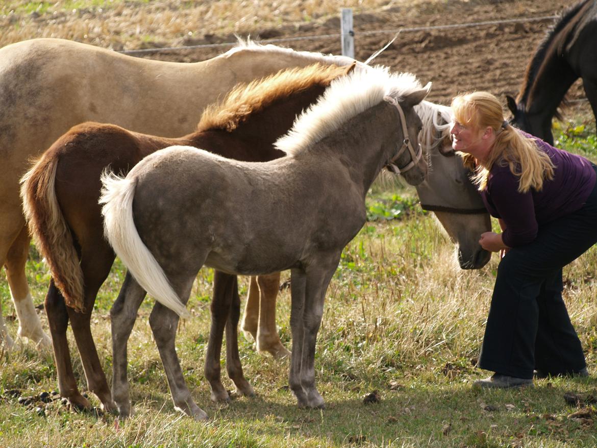 Islænder Silfra fra Hammerhuse billede 12