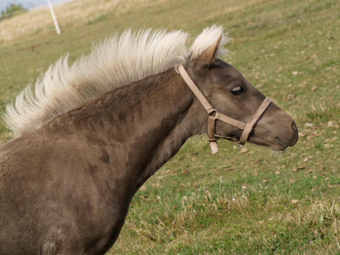 Islænder Silfra fra Hammerhuse billede 13