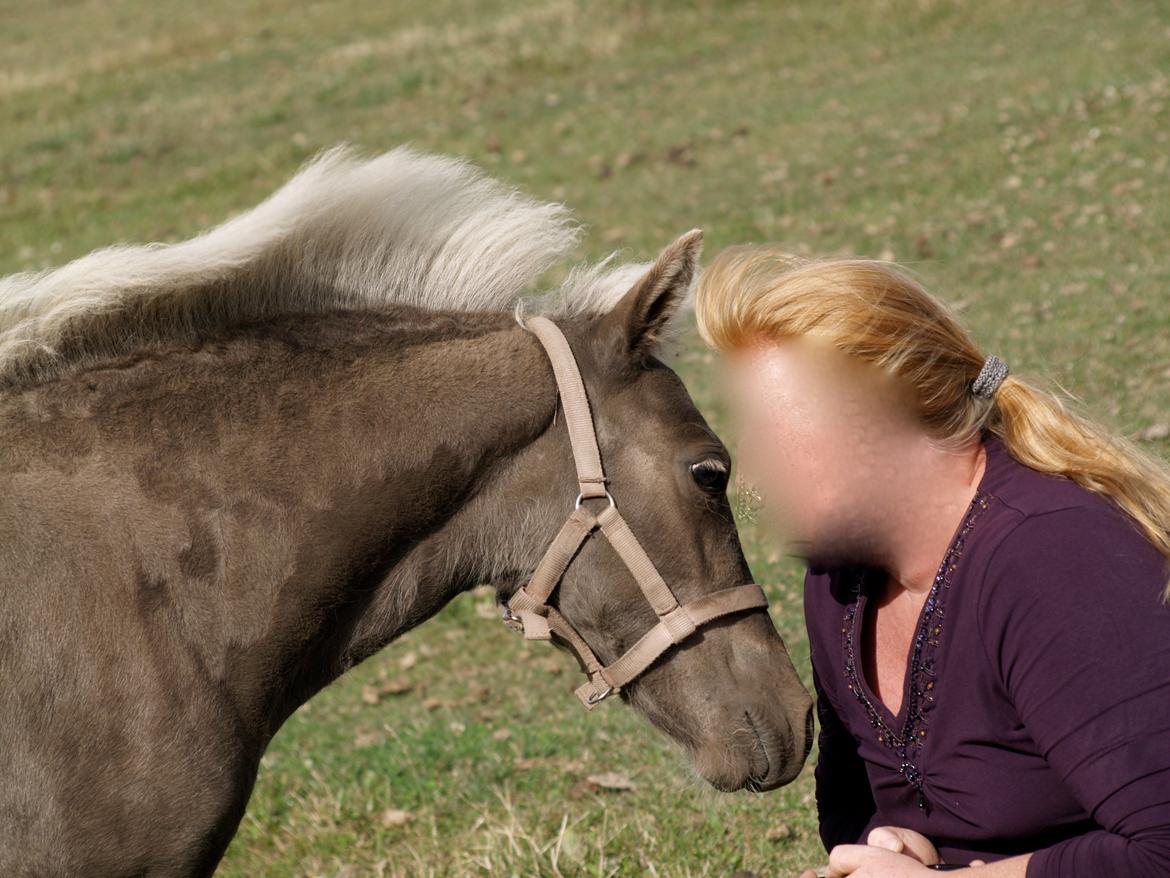 Islænder Silfra fra Hammerhuse billede 16
