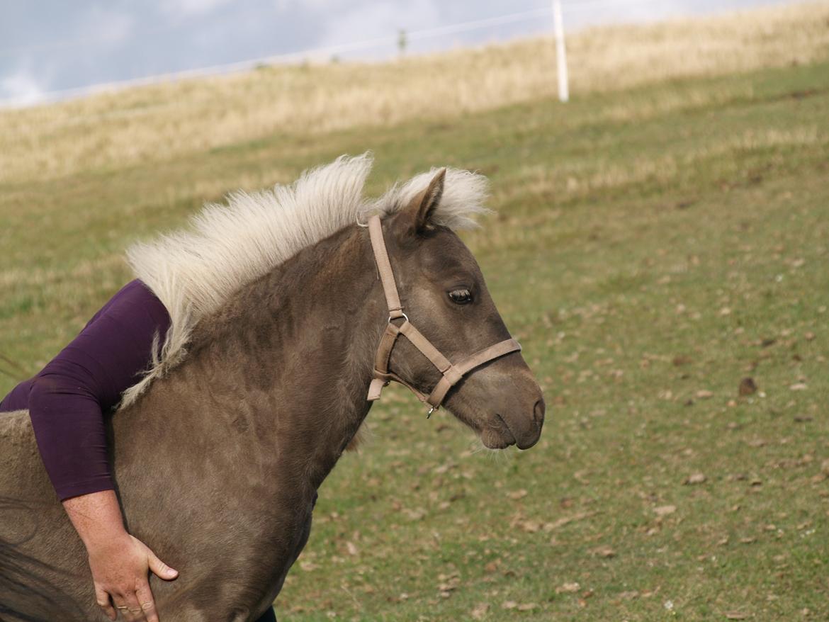 Islænder Silfra fra Hammerhuse billede 17