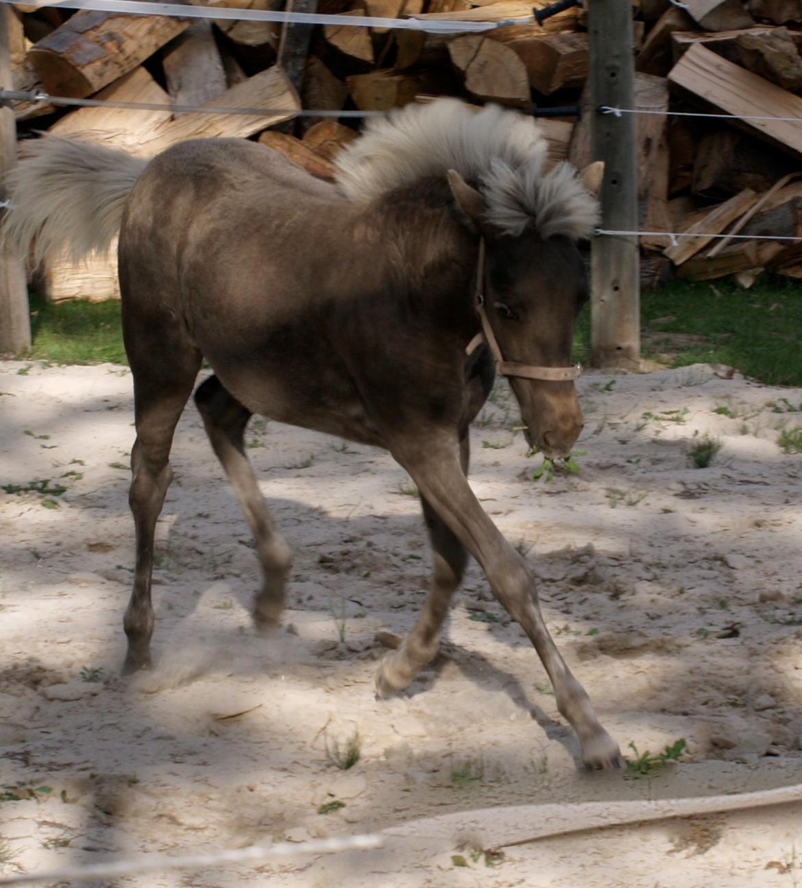 Islænder Silfra fra Hammerhuse billede 18