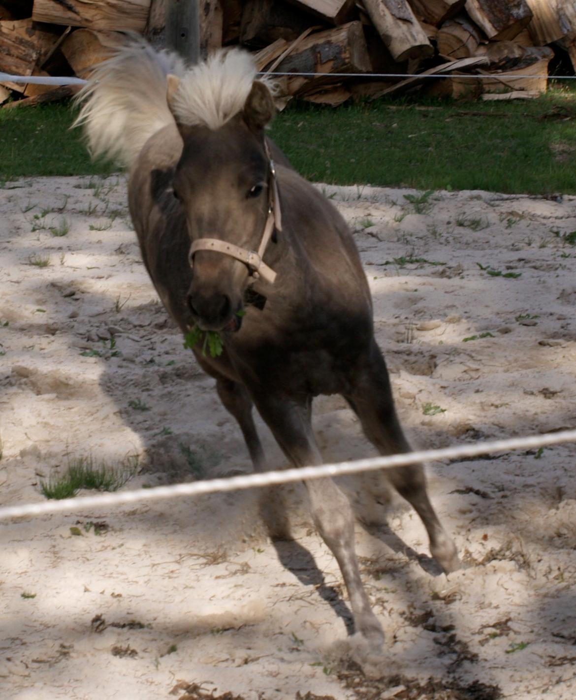 Islænder Silfra fra Hammerhuse billede 19