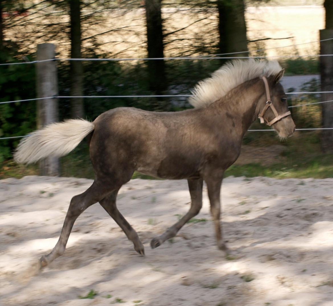 Islænder Silfra fra Hammerhuse billede 22