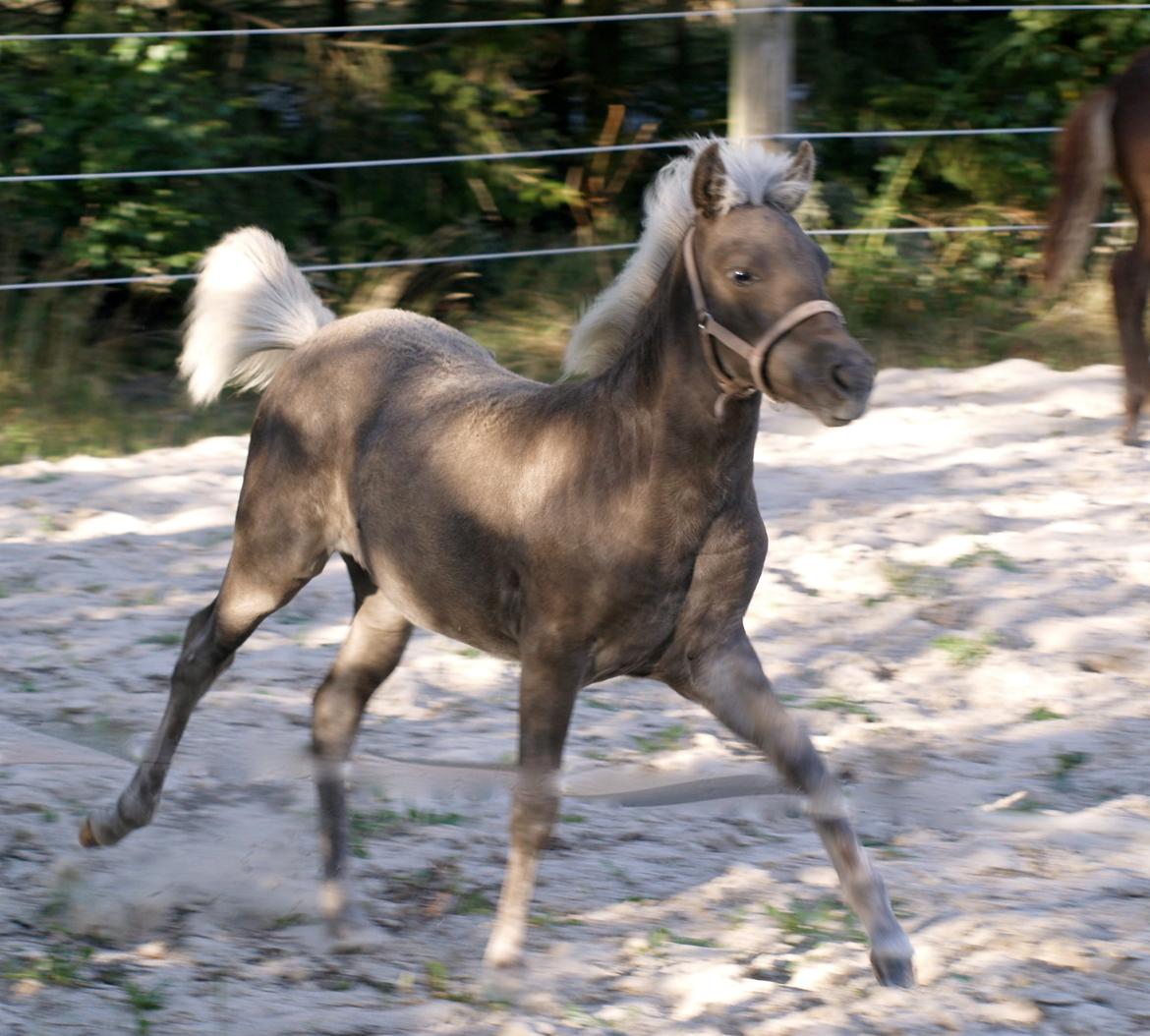 Islænder Silfra fra Hammerhuse billede 24