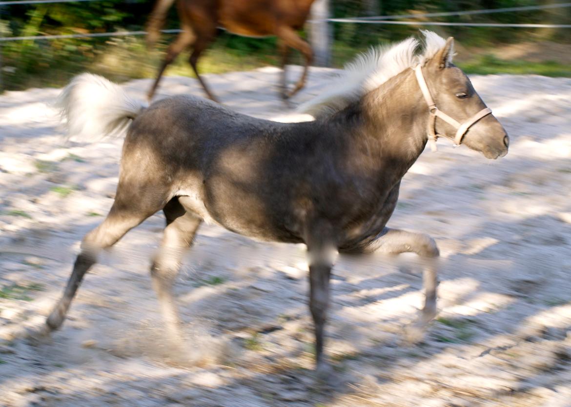 Islænder Silfra fra Hammerhuse billede 25