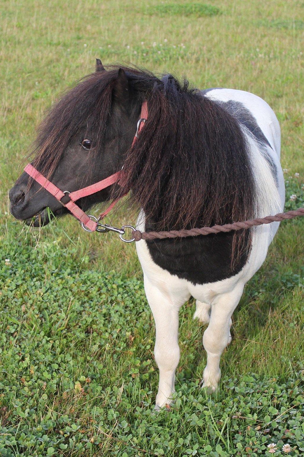 Shetlænder Fritz billede 4