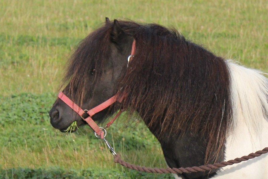 Shetlænder Fritz billede 5