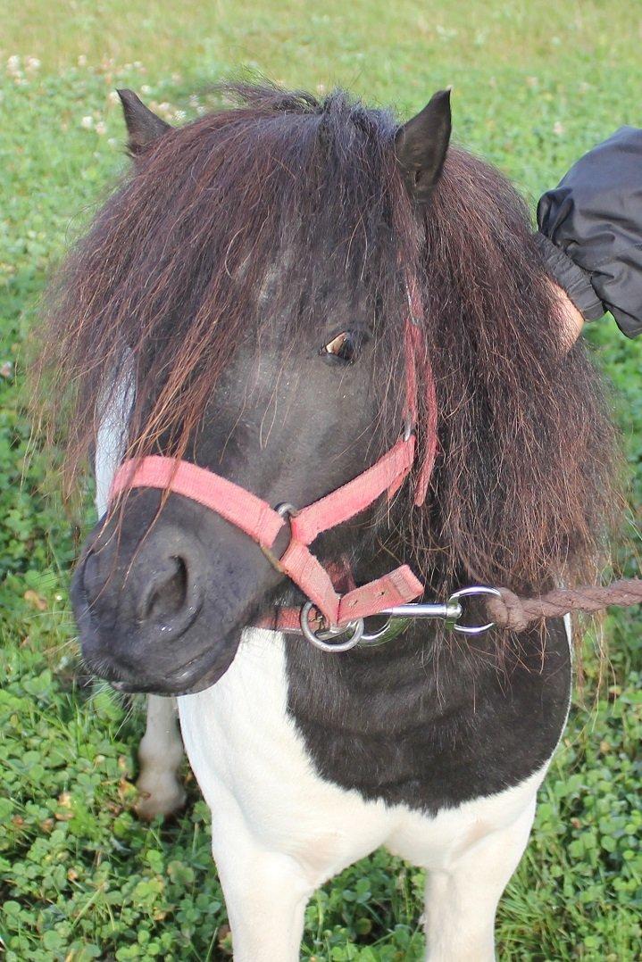 Shetlænder Fritz billede 7