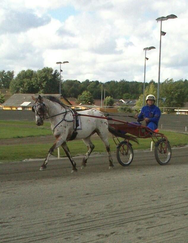 Knabstrupper arion billede 4