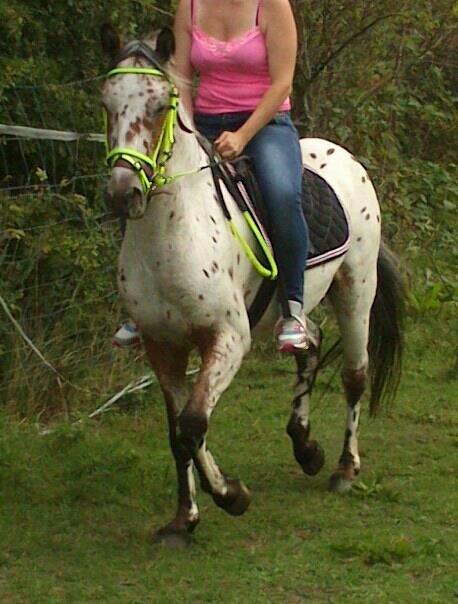 Knabstrupper arion billede 14