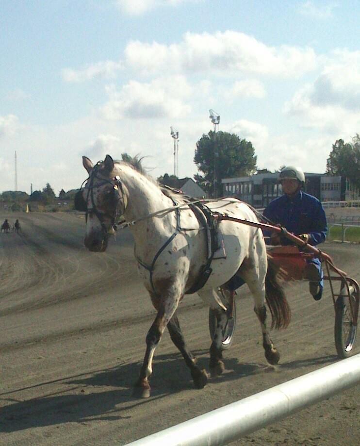 Knabstrupper arion billede 15