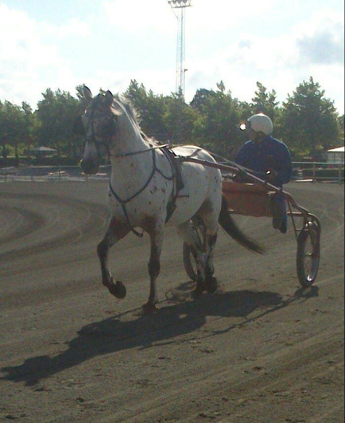 Knabstrupper arion billede 16